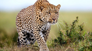 Leopard grassy field bush clouds - a leopard free wallpaper for desktop