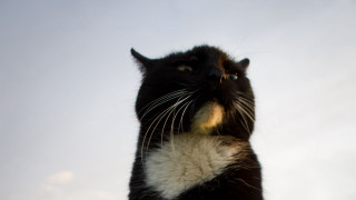 Black and white cat looking - neoism free wallpaper for desktop