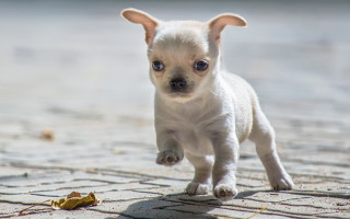 Small white dog running banana - a brick road next free wallpaper