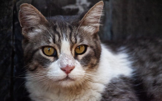 Black cat yellow eyes sad - a ledge free wallpaper for desktop