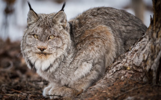 Gray cat woods sad eyes - clovis trouille free wallpaper for desktop