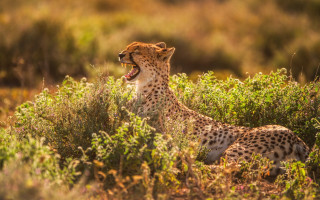 Cheetah yawning tallgrass wildlife jigsaw - the tall grass free wallpaper