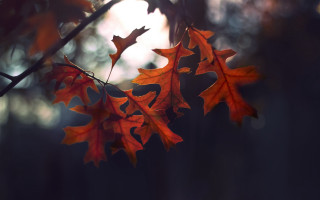 Branch leaves autumn photorealistic naturalism - a few leaf free wallpaper