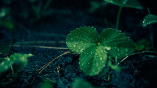 Green leaf rain drops macro - a green plant free wallpaper for desktop