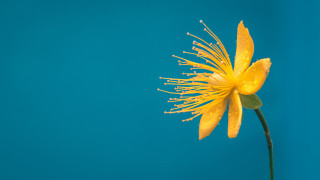 Yellow flower water droplets blue - dave melvin free wallpaper for desktop