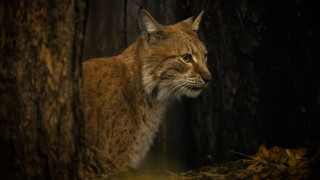 Lynx woods distant gaze nature - a blurry background of trees free wallpaper for desktop