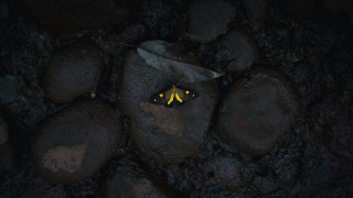Yellow black butterfly rock leaf - a rock next free wallpaper