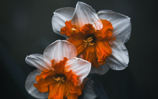 White orange flowers black background - a flemish baroque free wallpaper