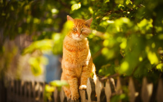 Sad cat fence outdoors photorealistic - a fence free wallpaper for desktop