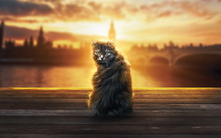 Cat wooden deck city sunset - a wooden deck free wallpaper
