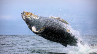 Humpback whale jumping water mouthexposed - mouth wide open free wallpaper for desktop