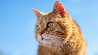 Cat blurry sky background animal - a sky background behind free wallpaper