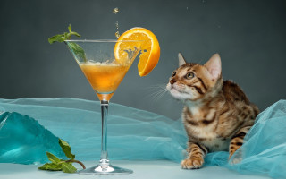 Cat orange juice orange slice - a cat sitting next free wallpaper