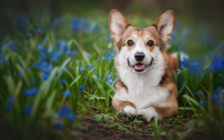 Dog smiling in grass blue - blue flower free wallpaper