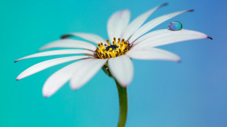 White flower blue sky water - constance copeman free wallpaper