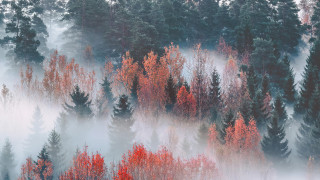Autumn foggy forest leaves misty - mist free wallpaper for desktop