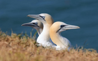 Birds cliff water antipodeans puzzle - their beak free wallpaper