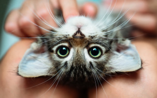 Black cat eye focus closeup - big free wallpaper