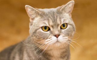 Cat yellow eyes serious mannerism - a yellow eye free wallpaper