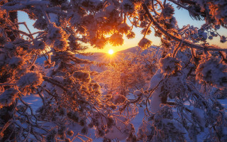Sunset tree snow forest bare - choi buk free wallpaper