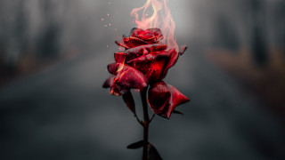 Red rose burning dark road - a red rose free wallpaper