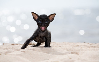 Black kitten beach ocean open - tongue free wallpaper for desktop
