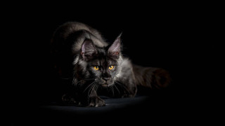 Black cat yellow eyes dark 3 - moody free wallpaper