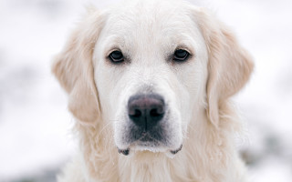 White dog nose ring closeup - a close up of a dog free wallpaper
