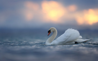 Swan water cloudy sky mountains - a swan free wallpaper