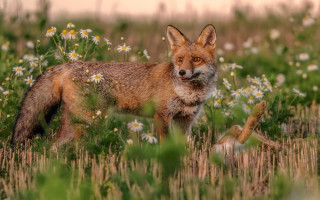 Fox field wildflowers deadanimal nature - wild free wallpaper