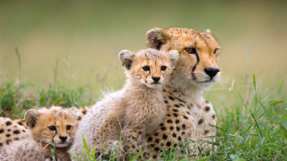 Cheetah cubs grass nature wildlife - the grass together free wallpaper