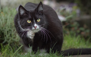 Black cat yellow eye grassy - neoism free wallpaper