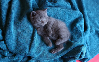 Small gray kitten blue towel - a blue towel free wallpaper