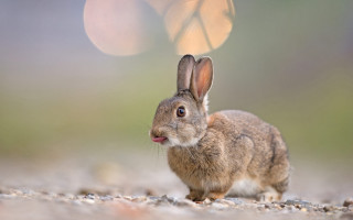 Small rabbit butterfly outdoor beach - a small rabbit free wallpaper