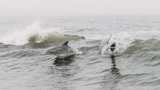 Dolphins surfboard waves ocean beach - a surfboard free wallpaper for desktop