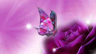 Pink rose butterfly purple background 2 - a pink rose free wallpaper