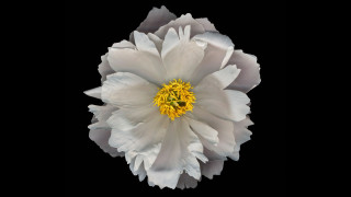 White flower yellow center black 3 - yellow center free wallpaper