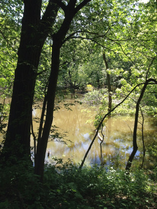 Pond trees bushes forest water - free summer wallpaper for mobile