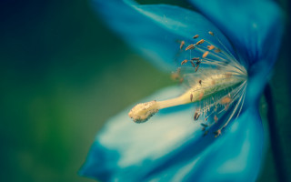 Blue flower green background macro 2 - florianne becker free wallpaper for desktop