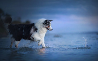 Dog standing water distance beach - elke vogelsang free wallpaper