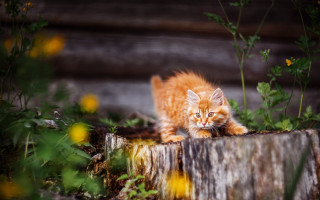 Small kitten wooden log garden - animal free wallpaper for desktop