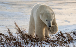 Polar bear snow grass fish - a fish free wallpaper