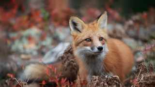 Red fox autumn field flowers - a field of flowers and grass free wallpaper