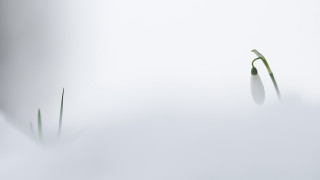 Plants snow white surface reflection - the snow together free wallpaper