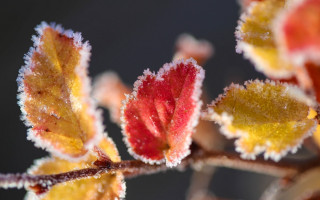 Frost leaf autumn colorful macro - a close up of a leaf free wallpaper