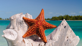 Starfish tree stump ocean beach - free beach wallpaper