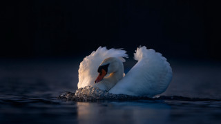 Swan spread wings water photorealistic - a swan free wallpaper
