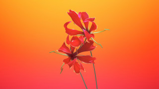 Red flower yellow background floating - floating free wallpaper