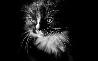 Black white cat blue eyes 4 - animal free wallpaper for desktop