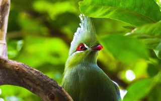 Green bird red eyes tree - a green bird free wallpaper for desktop